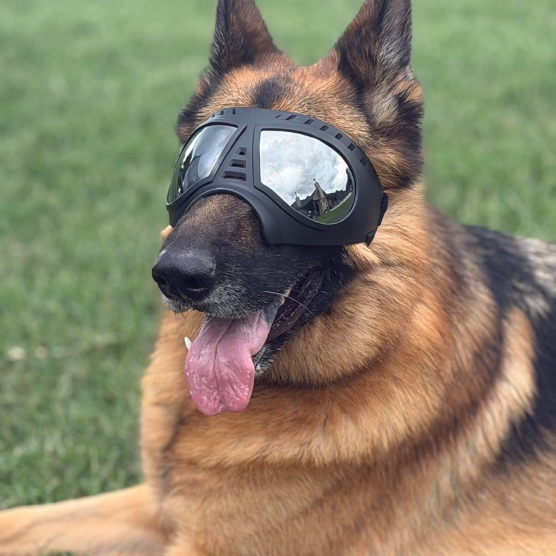 Pet Glasses for medium large-s - đánh giá và giá Sunglass Retainer Cord